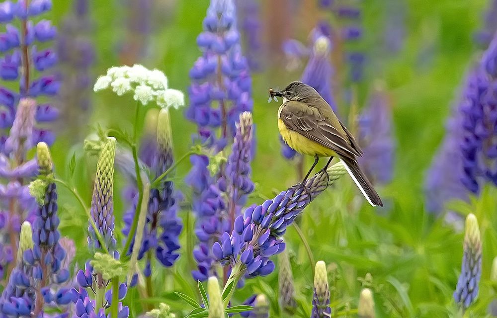 Охота жёлтой трясогузки