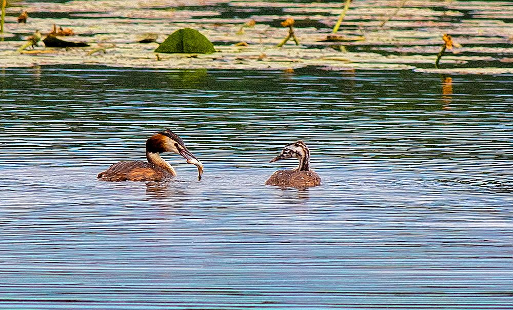 Обучение рыбной ловле