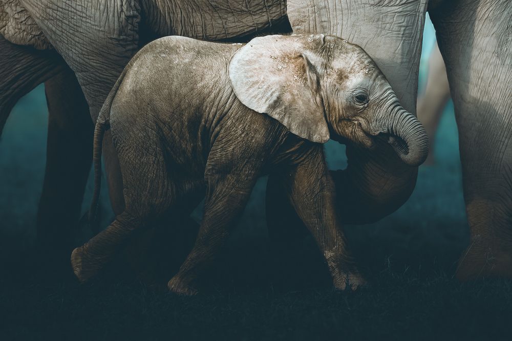 Photograph by Ahmed Sobhi