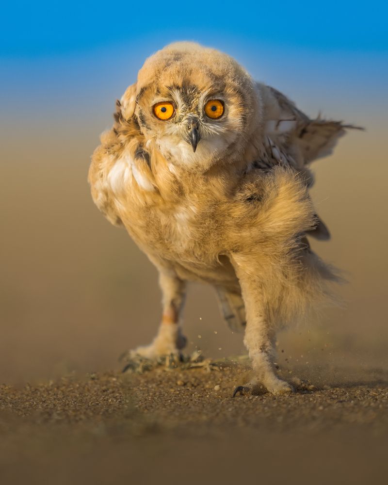 Photograph by Ahmed Sobhi