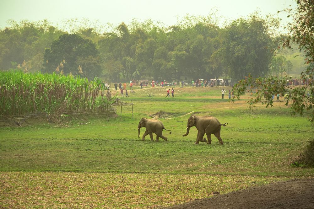 Human Wildlife Conflict