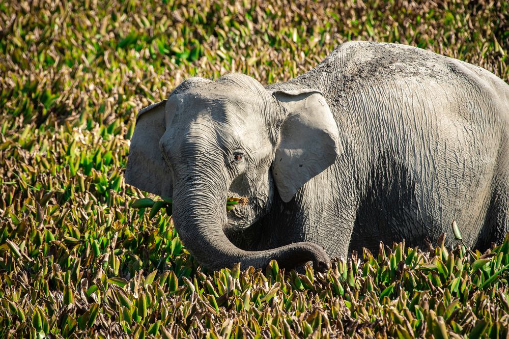 Photograph by Partha Chakraborty