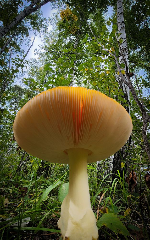 Photograph by Анна Панова