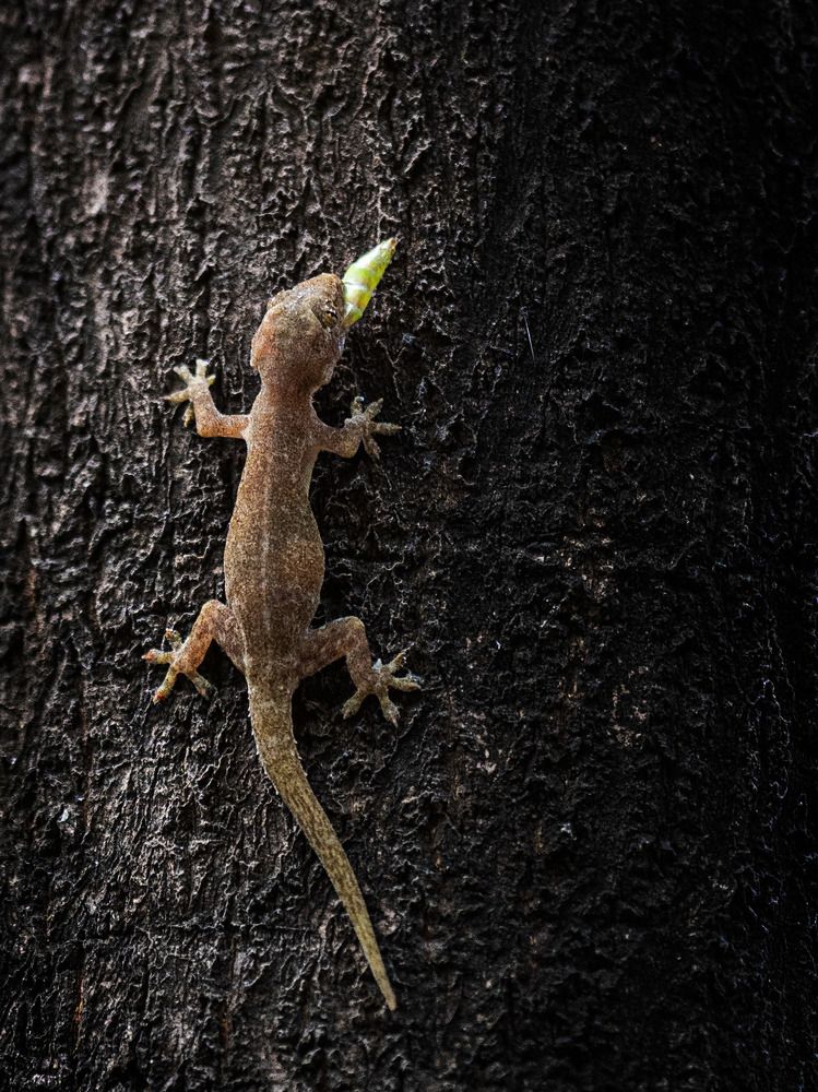 Photograph by Khim Cambo