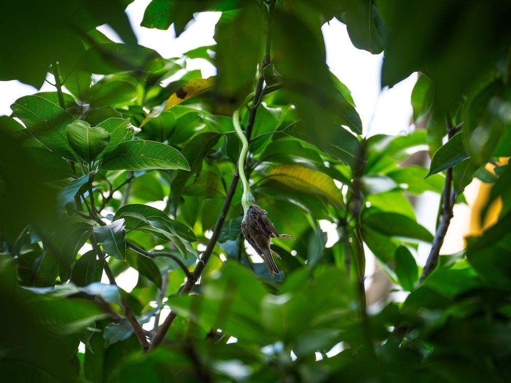 Photograph by Khim Cambo