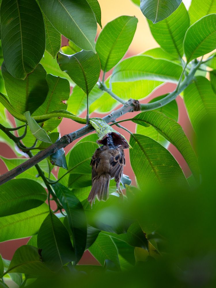 Photograph by Khim Cambo