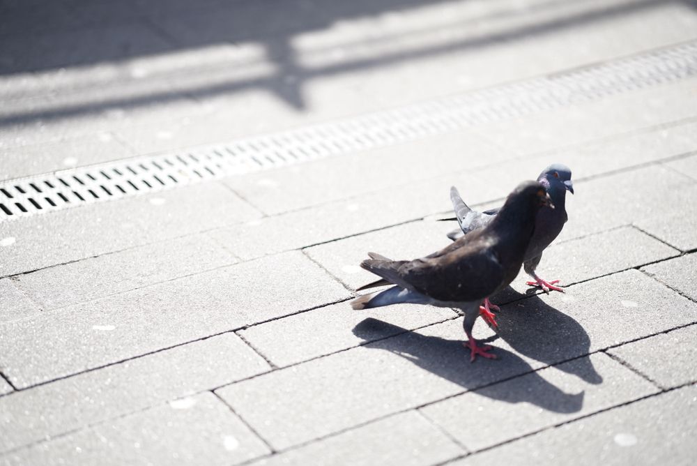 Фотография автора OVIDIU-IOAN TICU