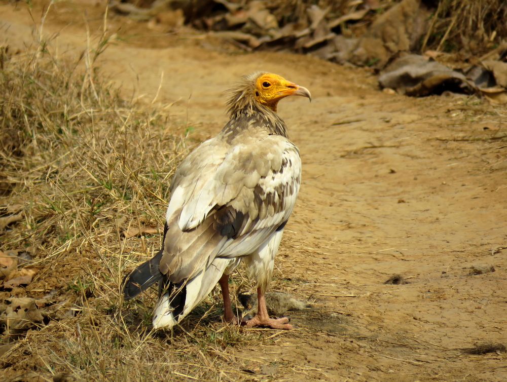 Egyptian vulture with some fledgling kill