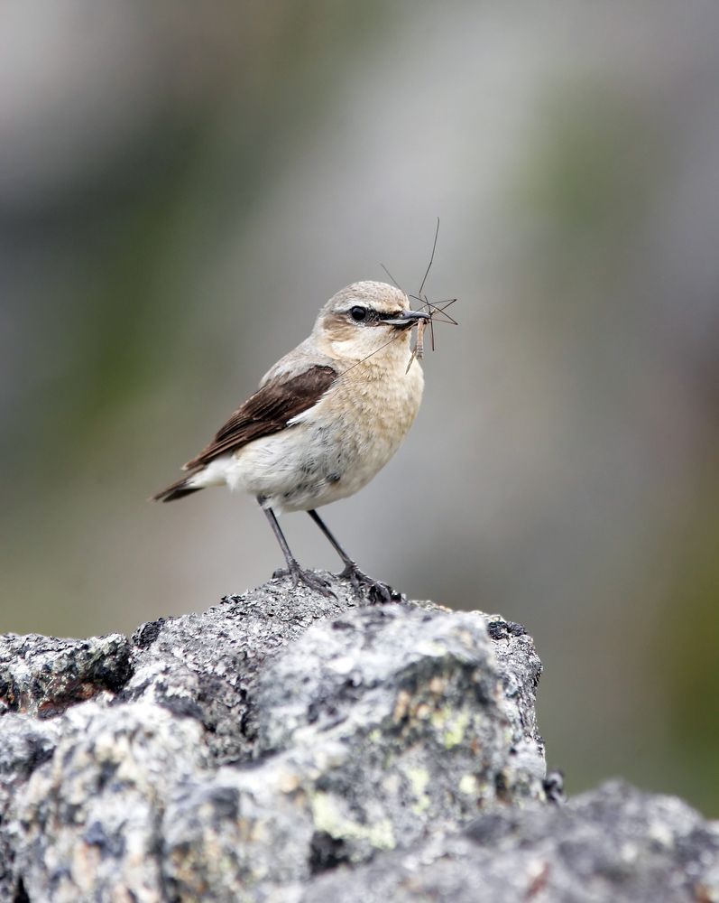 Фотография автора Владимир Борисов