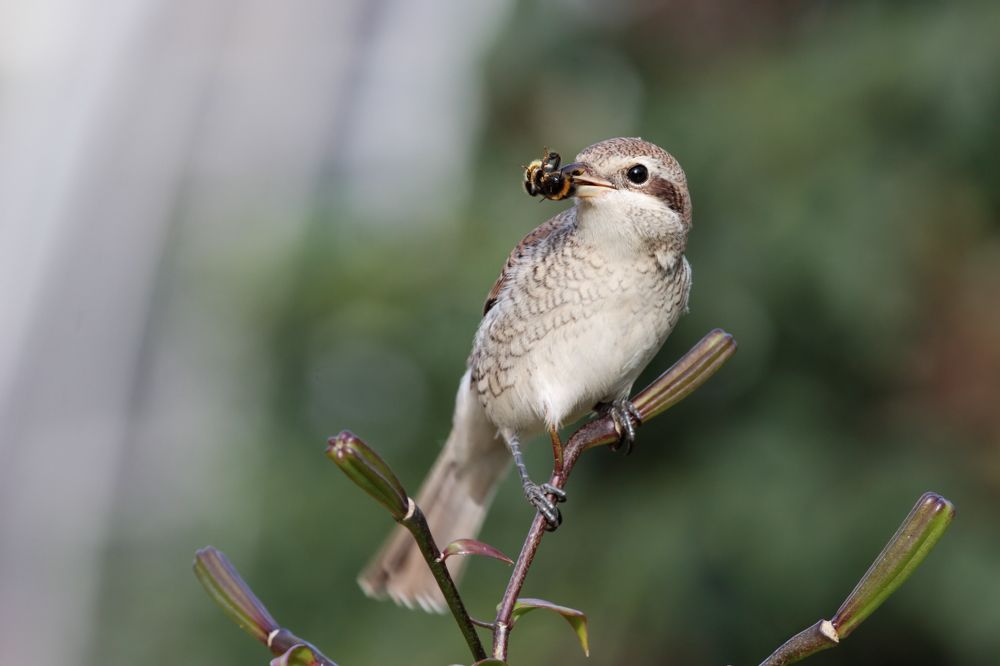 Фотография автора Владимир Борисов