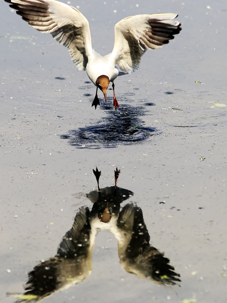 Фотография автора Владимир Борисов