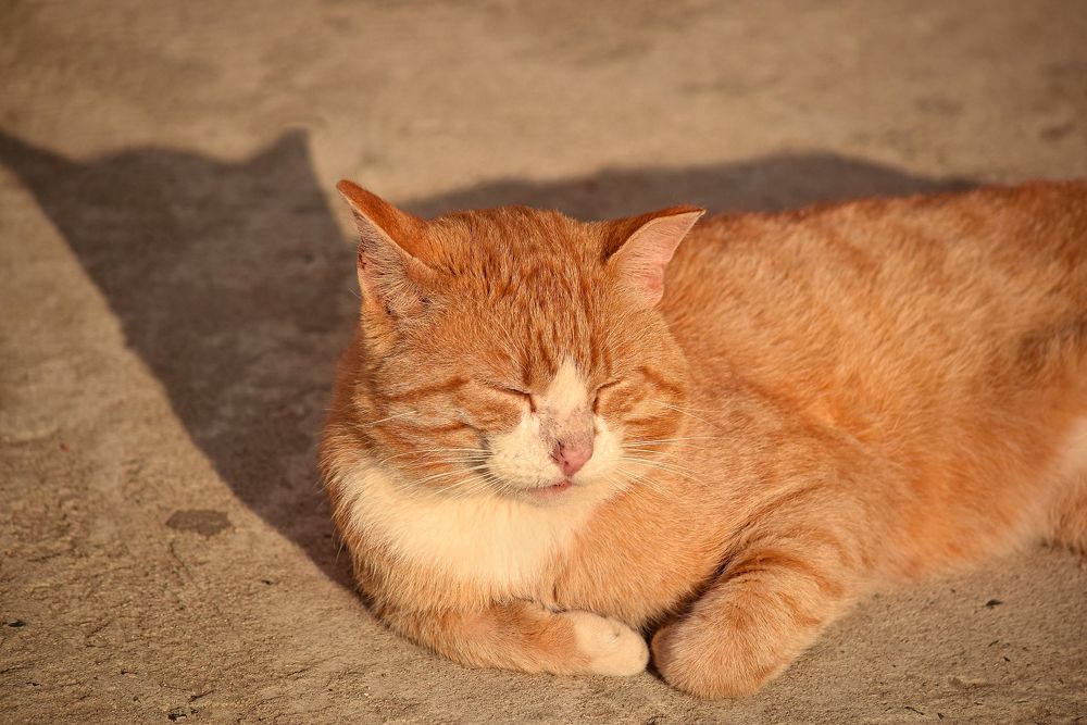 Фотография автора Оксана Льдинина