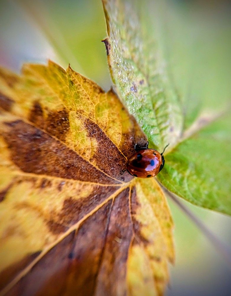 Photograph by AlexaL