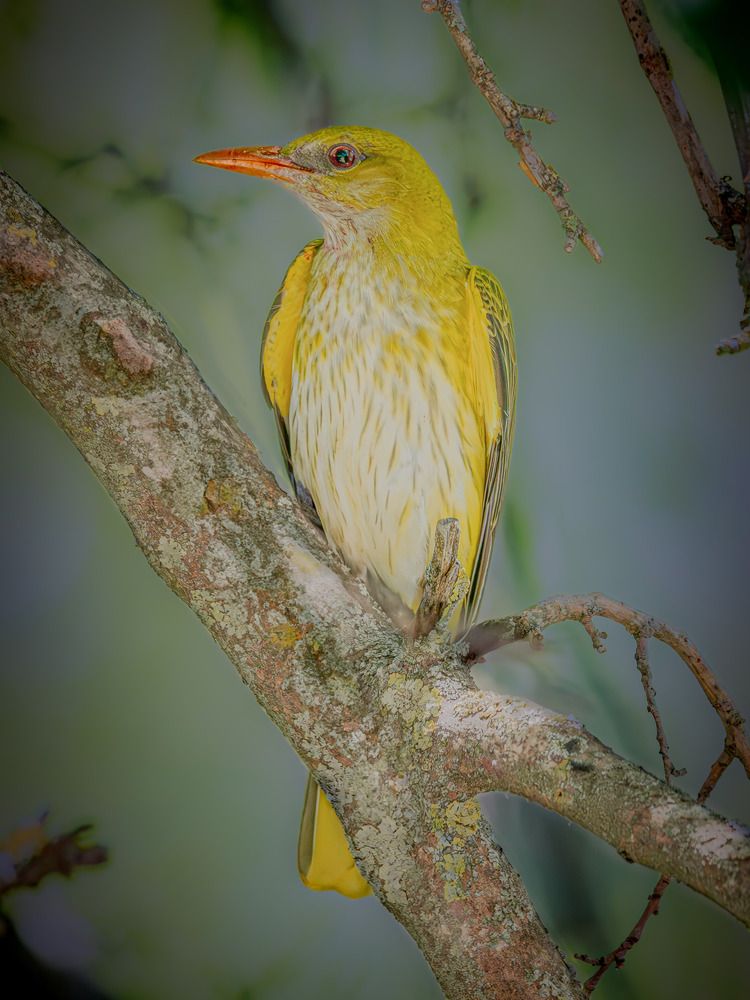 Photograph by Iñigo Yvorra