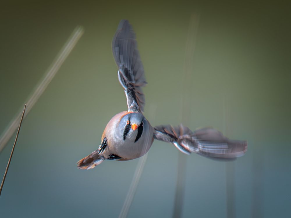 Photograph by Iñigo Yvorra