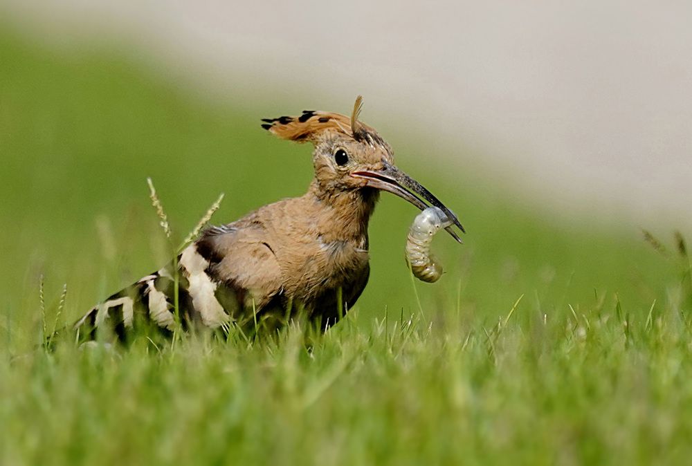 Photograph by Raed Victor Saad