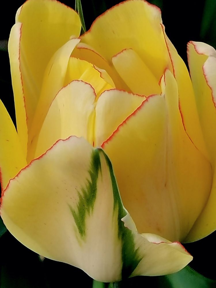 Весеннийд тюльпан