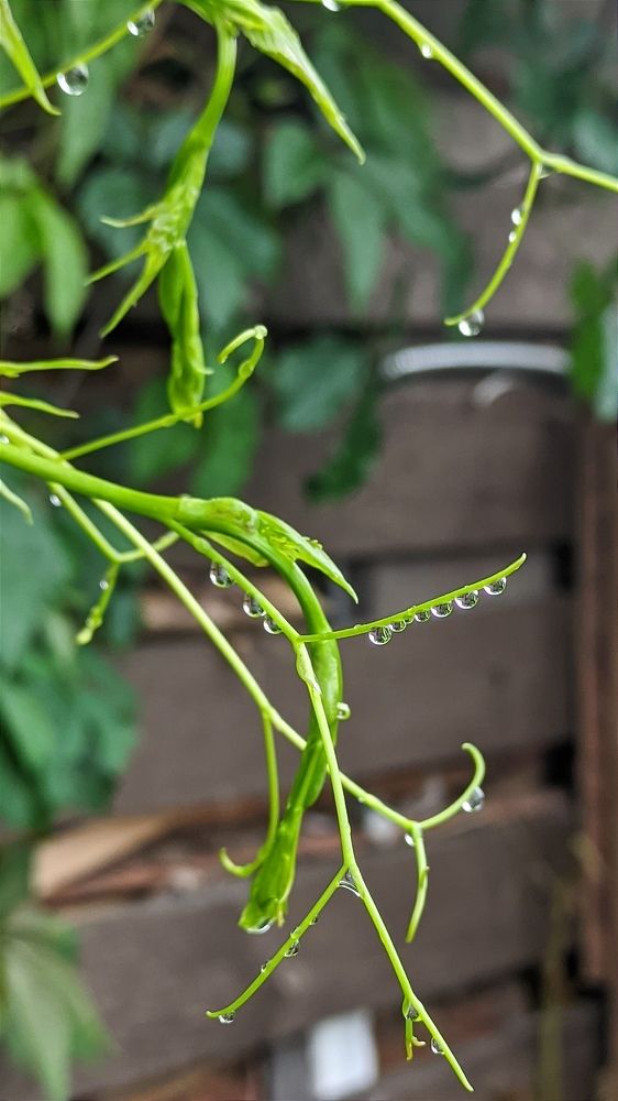 Фотография автора Васильева Ирина