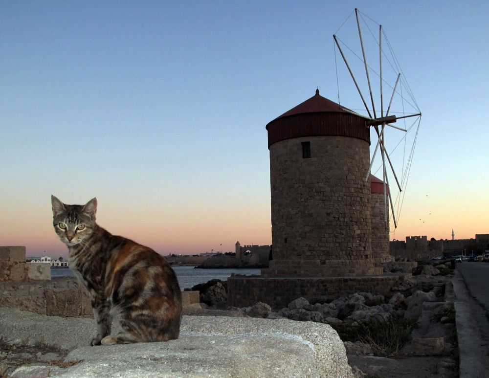 Photo #11027537