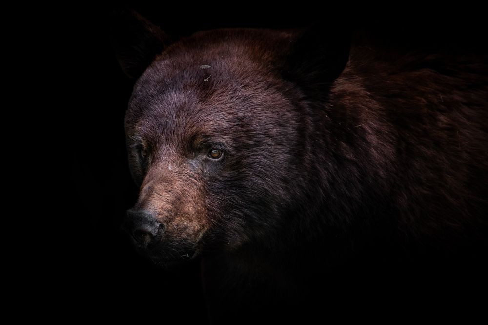 Photograph by Alexander Roizman