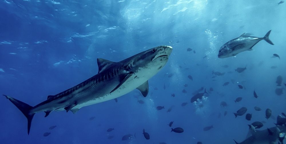 Photograph by Александр