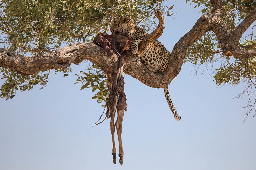 Завтрак леопарда