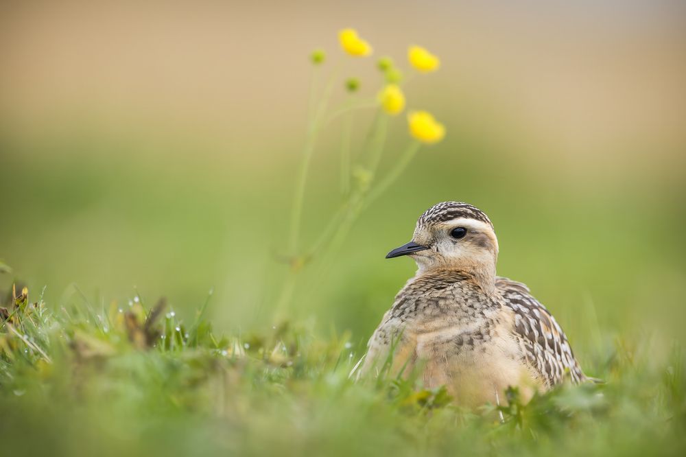 Photograph by Marco Rondi