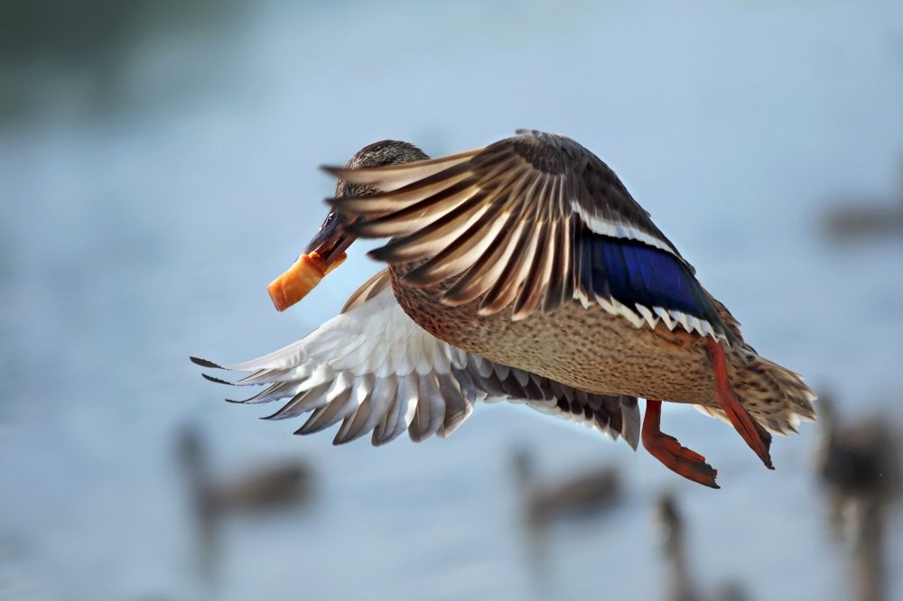 Photograph by Татьяна Бравая