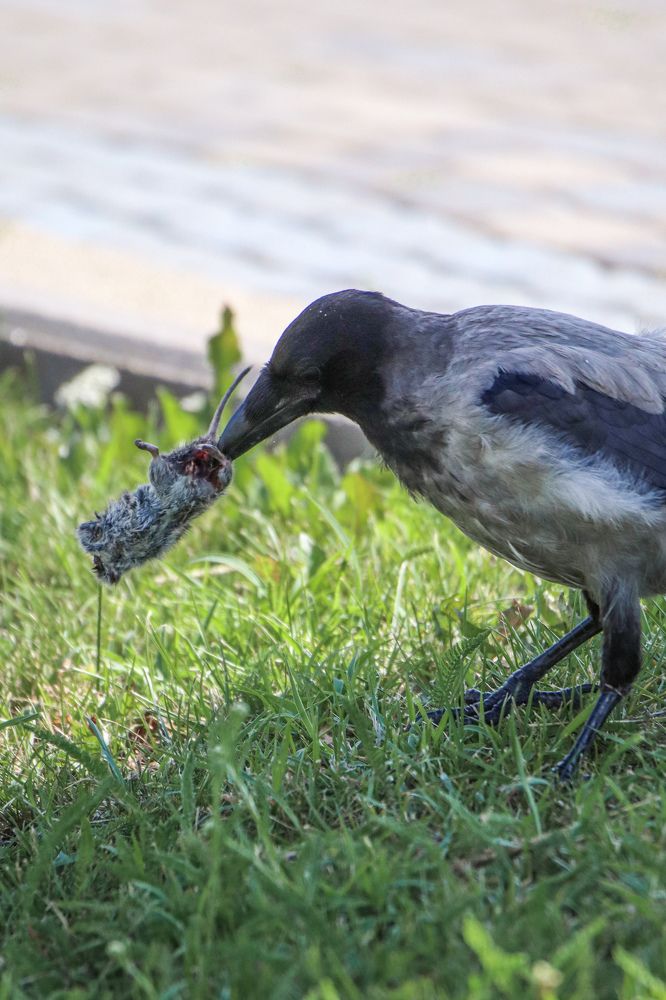 Photograph by Evgenia Korchagova