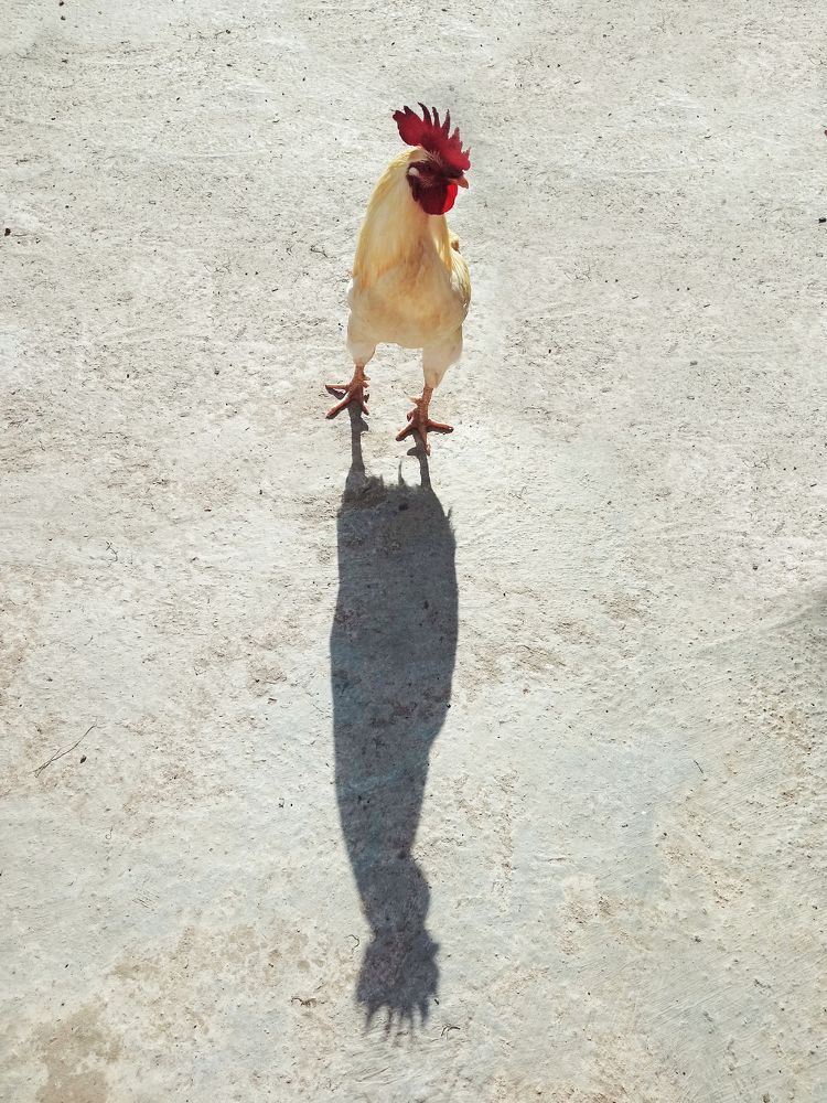 Photograph by Diana Duque