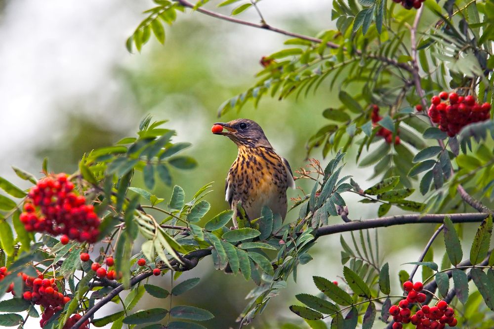 На десерт ( For dessert)