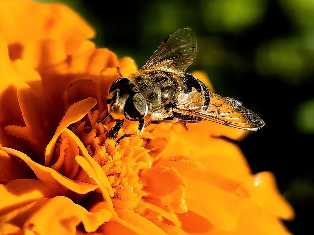 Photograph by Роман Межерицкий