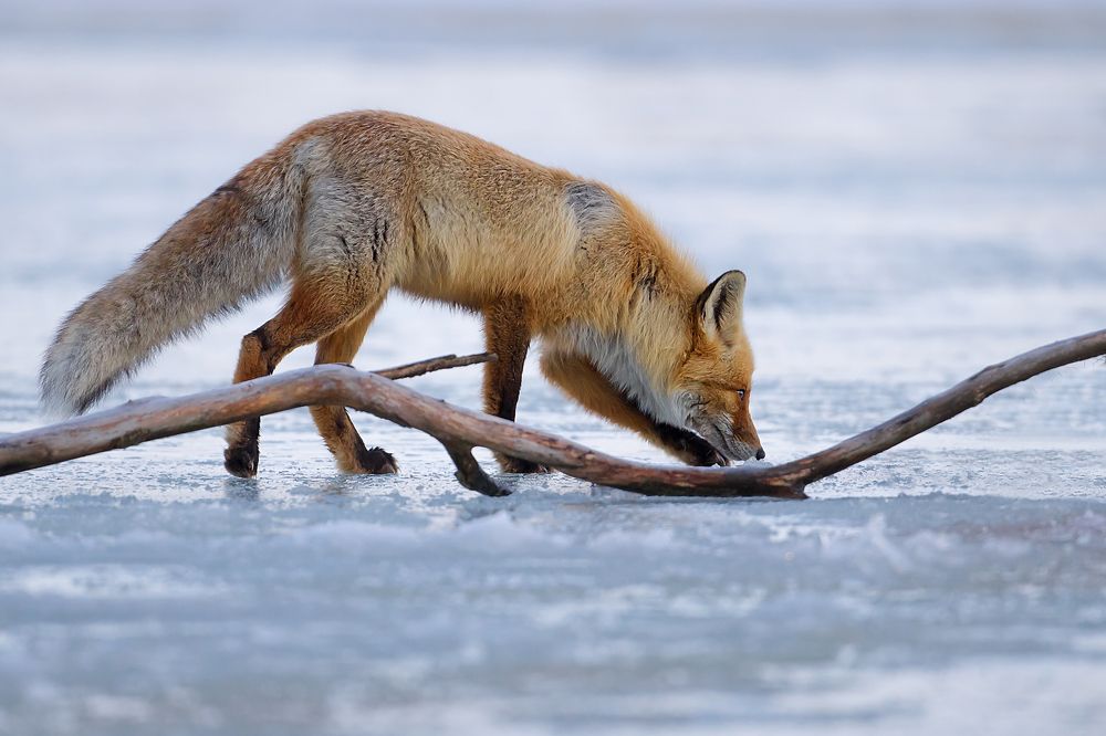 Фотография автора Lozhkin Vyacheslav