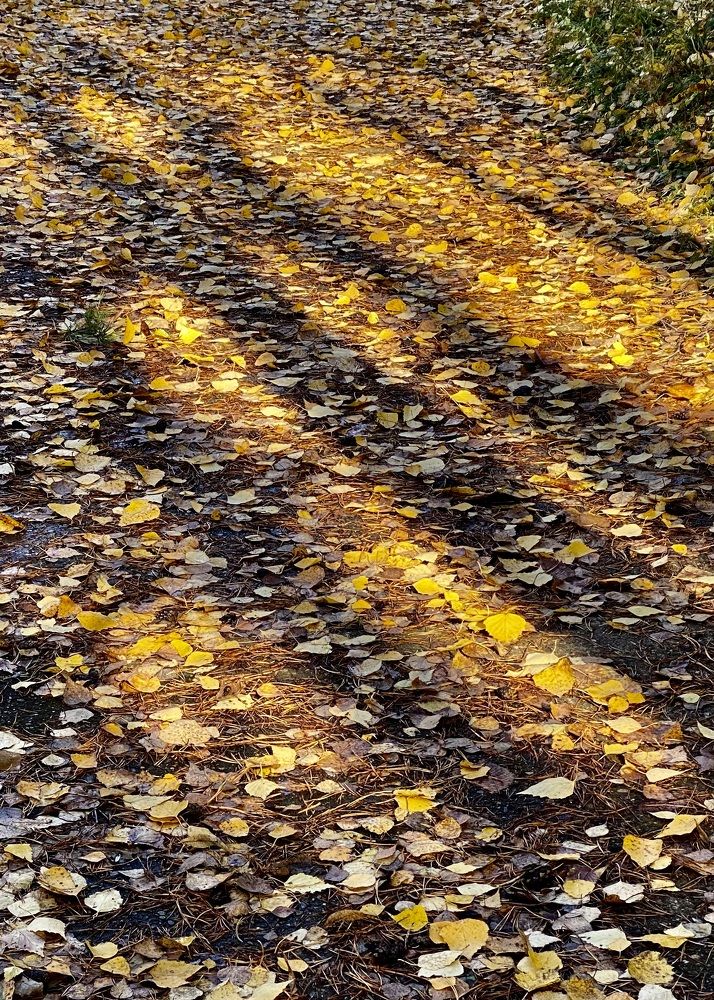 Фотография автора ГУЗАЛИЯ ГАНИЕВА
