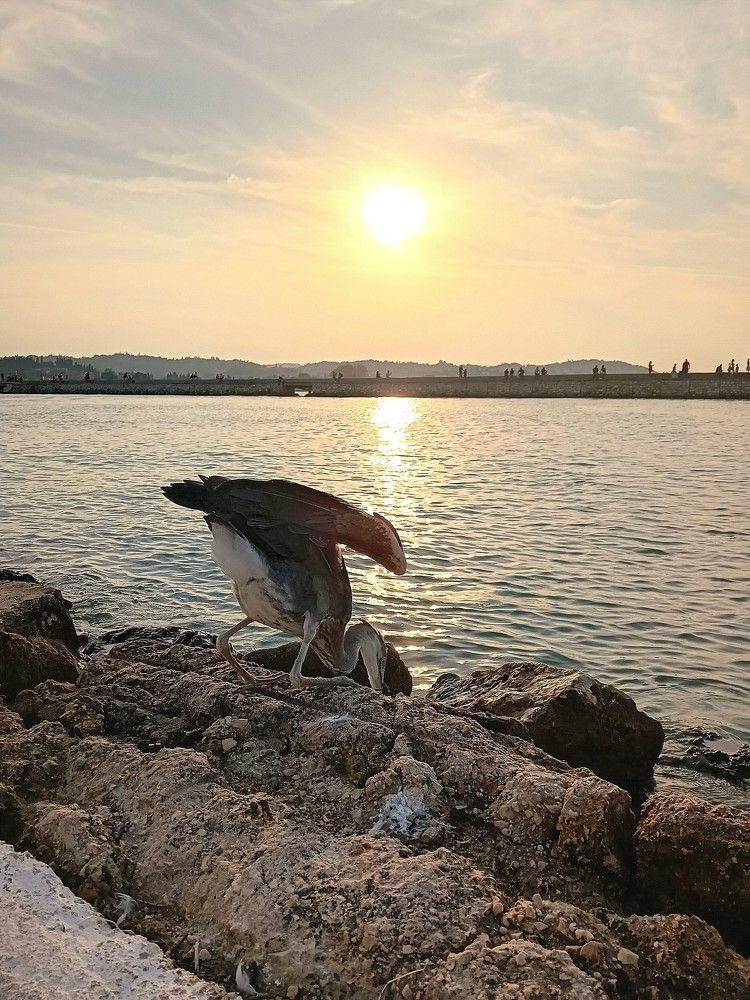 Hunting between the rocks