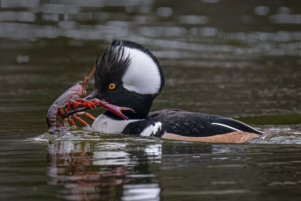 Hooded Merganser With Crayfish