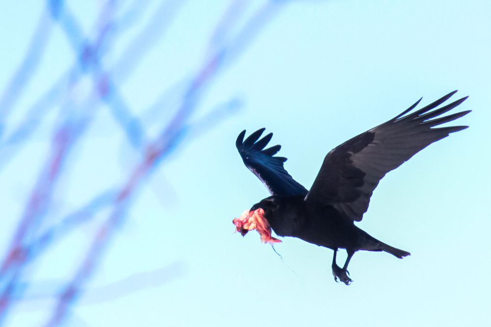 Фотография автора Elena Ku