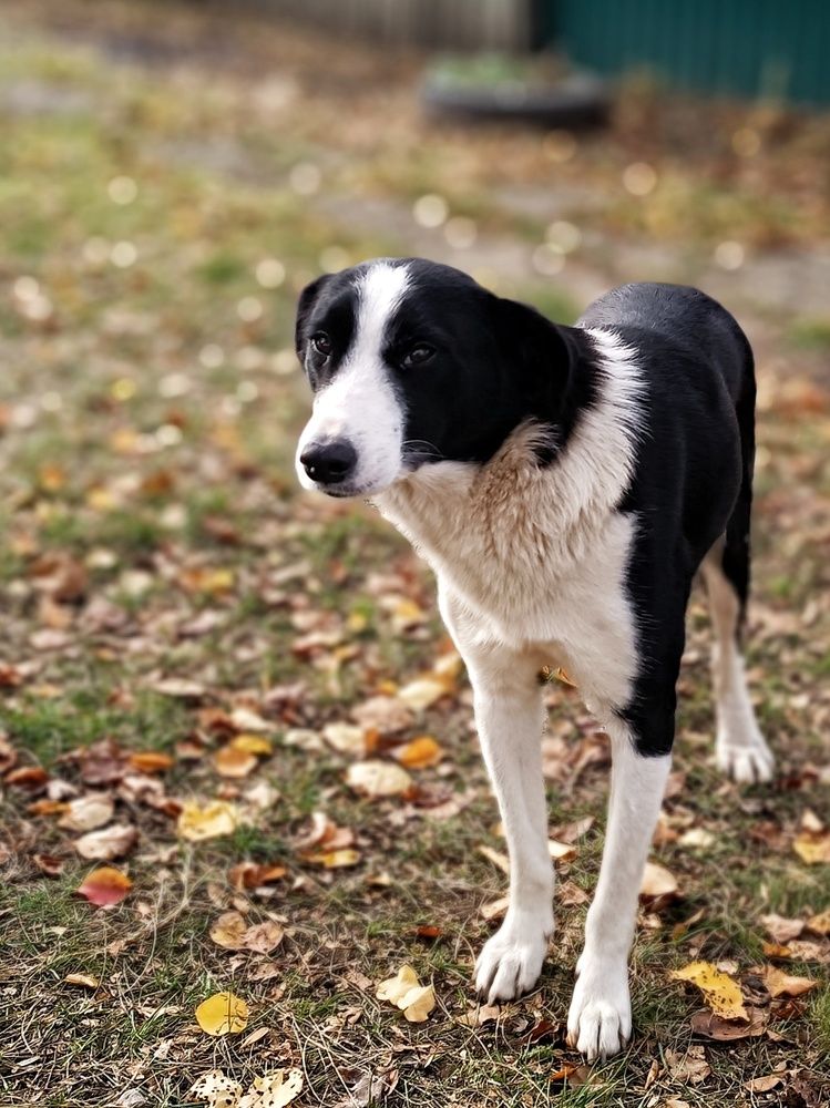 Соседский пёс...