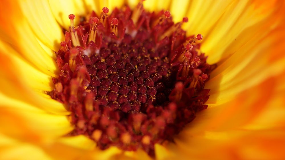 Волшебный мир цветов