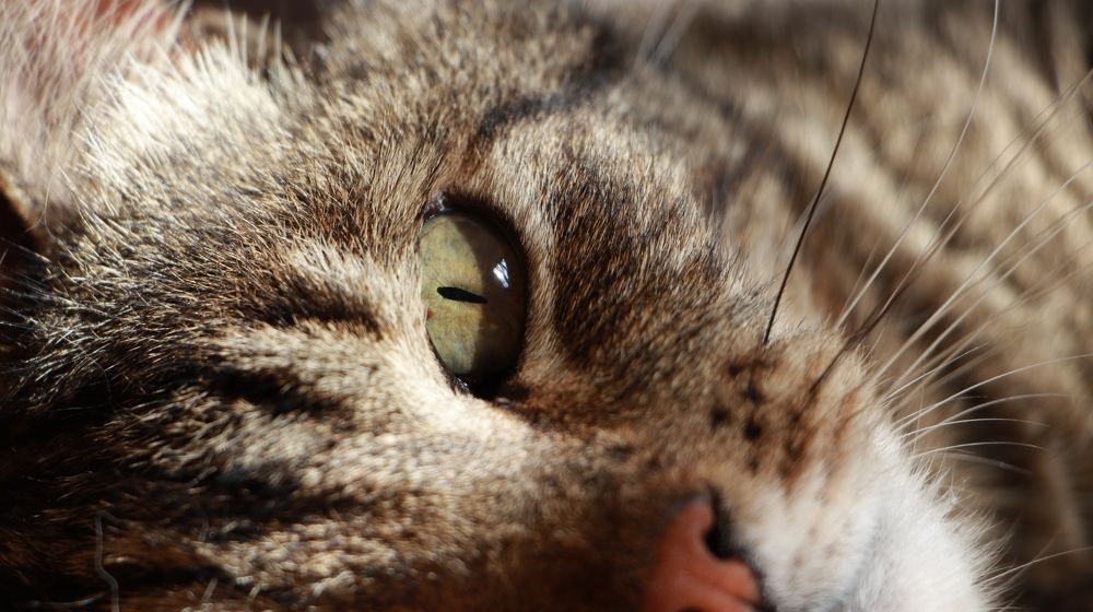 Уставший тигр