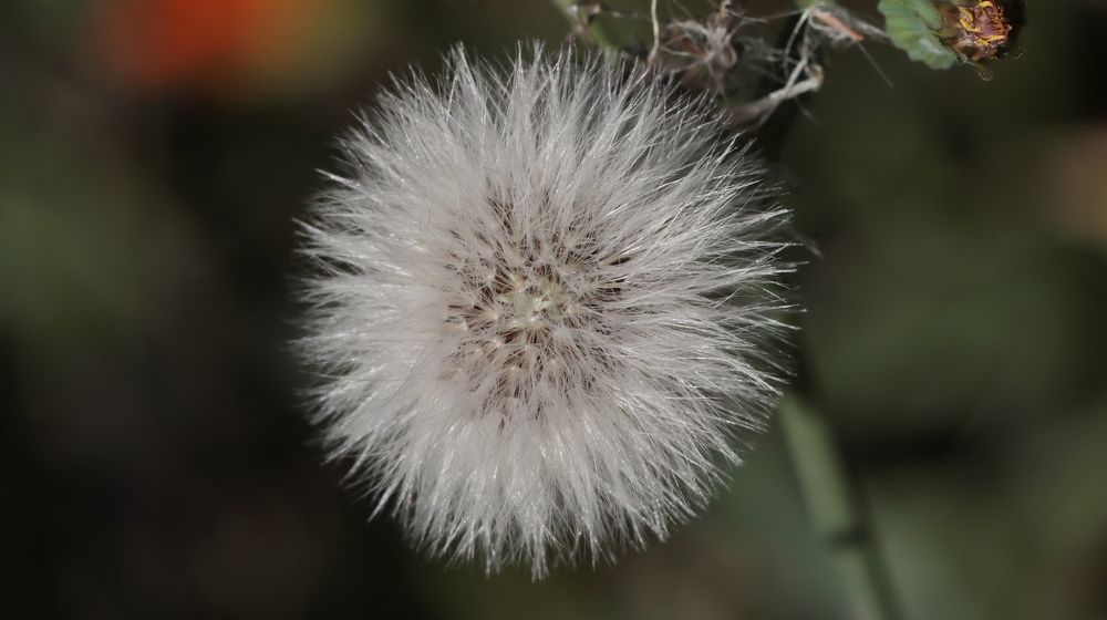 Пушистое облачко