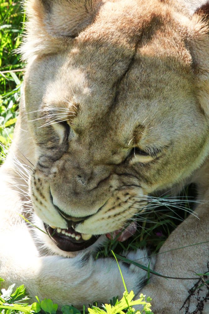 Фотография автора Elena Ku