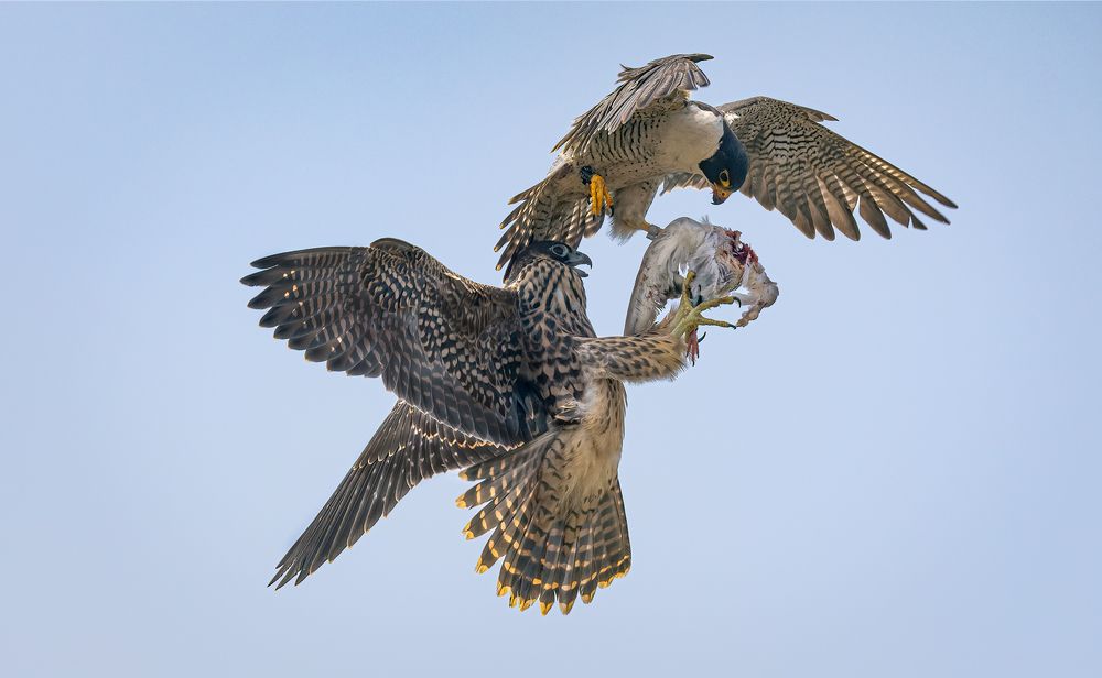 Father Peregrine Teaching Fledgling to Hunt
