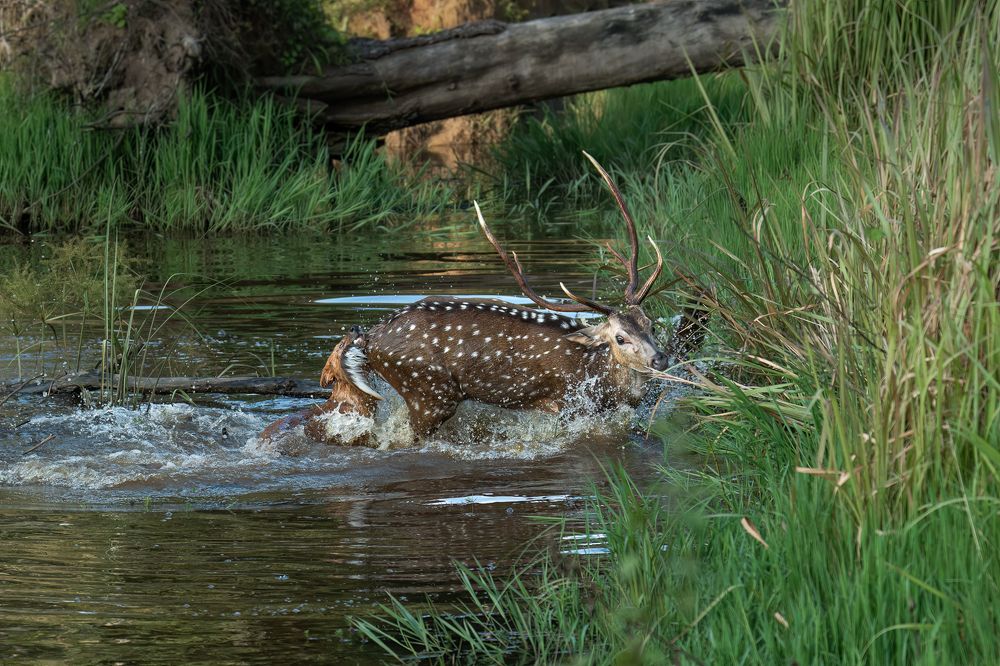 Фотография автора Hari Venkatesh