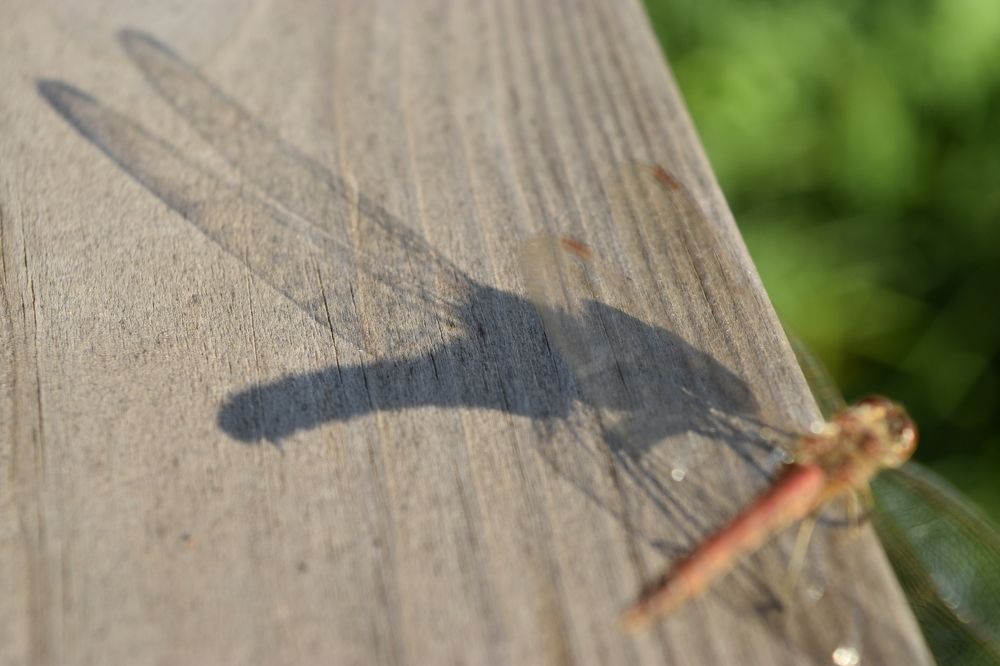 Photograph by Анна Стрельченко