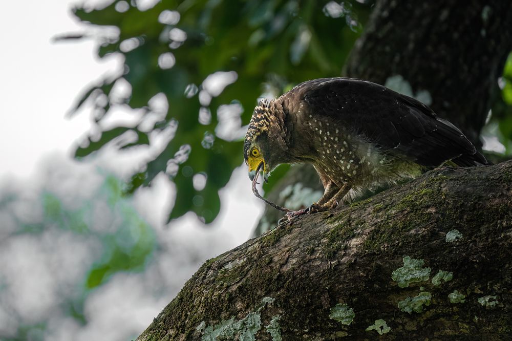 Фотография автора Hari Venkatesh
