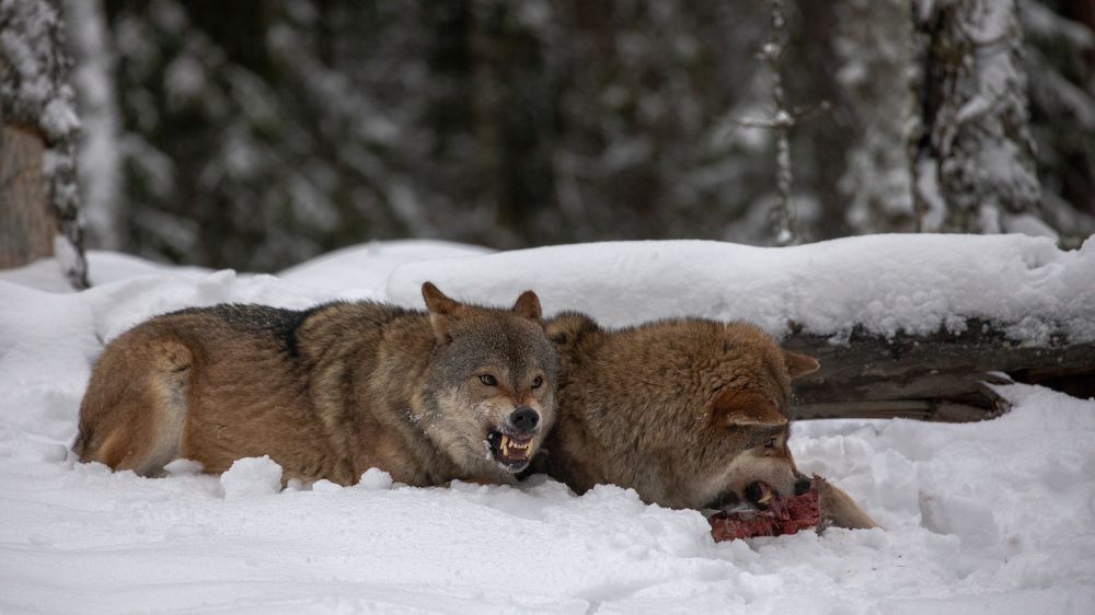 Фотография автора Boris Konovalov