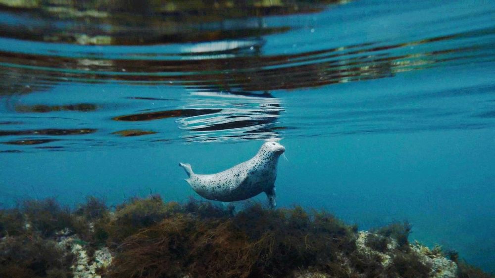 Фотография автора Lyudmila Yakovleva