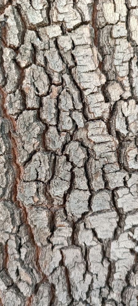 Bark