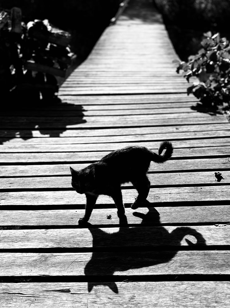 Фотография автора ГУЗАЛИЯ ГАНИЕВА